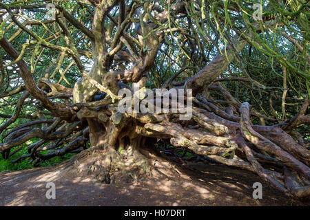 700 ans, Yew Tree sur Château Crom Estate property, comté de Fermanagh, Irlande du Nord, Royaume-Uni Banque D'Images