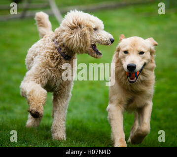 Heureux Golden Retreiver Dog Poodle avec animaux domestiques chiens jouant Fetch Banque D'Images