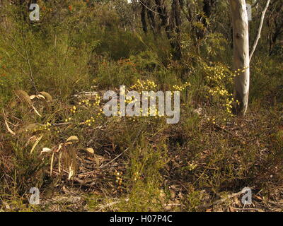 Fleurs sauvages sur le chemin de Walls Lookout, Blue Mountains, Nouvelle-Galles du Sud, Australie Banque D'Images