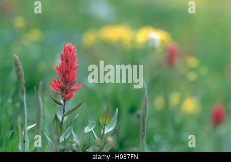 Indian Paintbrush, Rocky Mountain National Park Banque D'Images