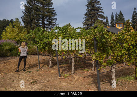 Femme adulte, femme, tourisme, visite du vignoble, Paraduxx Winery, Yountville, Napa Valley, California, United States, Amérique du Nord Banque D'Images