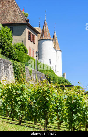 Des vignes sur les pentes sous le château de Nyon, Nyon, Vaud, Suisse Banque D'Images