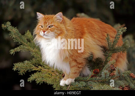 Chat tigré Orange debout dans l'observation des oiseaux de l'arbre de l'épinette Banque D'Images