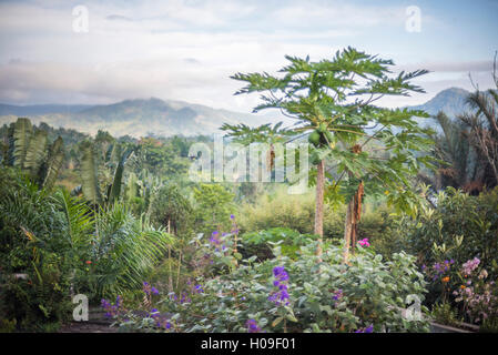 Papaya tree, Ranomafana, Hautes terres centrales de Madagascar, Madagascar, Afrique Banque D'Images