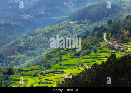 Les champs en terrasses, Peneda Geres National Park, le seul parc national du Portugal, Norte, Portugal, Europe Banque D'Images