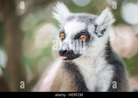 Untitled document (Lemur catta), Parc National d'Isalo, Région Ihorombe, sud-ouest de Madagascar, l'Afrique Banque D'Images