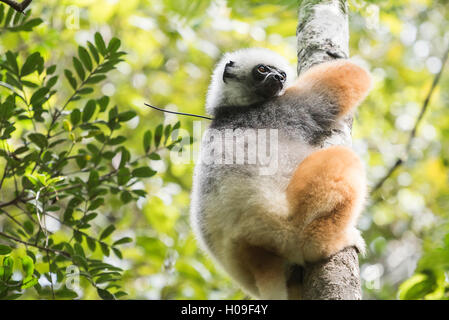 Diademed sifaka (Propithecus diadema), un grand lémurien dans Réserve spéciale Parc Mantadia- Andasibe Parc National, est de Madagascar Banque D'Images