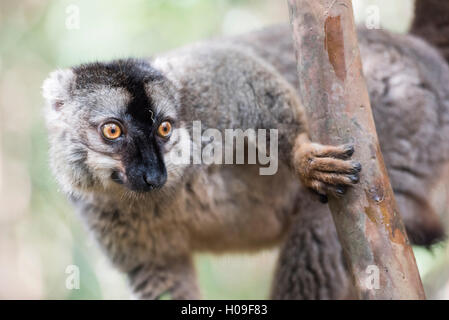 Lémurien brun commun (Eulemur fulvus), l'île des lémuriens, Parc National Andasibe, Madagascar, Afrique Banque D'Images