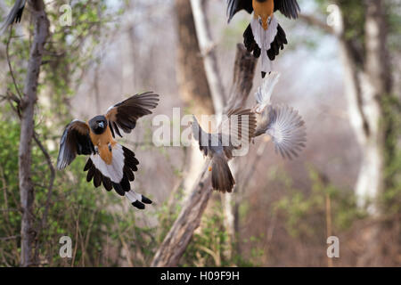 Arbre indien-pie, Ranthambhore National Park, Rajasthan, Inde, Asie Banque D'Images