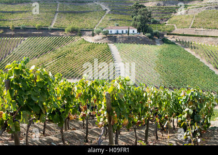 La maturation de la vigne au soleil dans un vignoble dans la région de l'Alto Douro, Portugal, Europe Banque D'Images