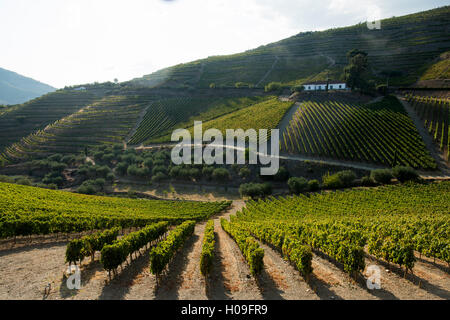 La maturation de la vigne au soleil dans un vignoble dans la région du Haut-Douro, Portugal, Europe Banque D'Images