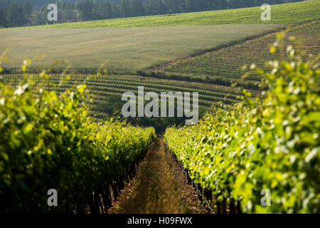 Vignes près de Stellenbosch dans le Western Cape, Afrique du Sud, l'Afrique Banque D'Images