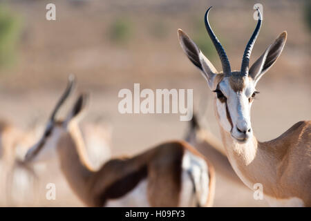 Les Springboks dans le parc transfrontalier de Kgalagadi, Afrique du Sud, l'Afrique Banque D'Images