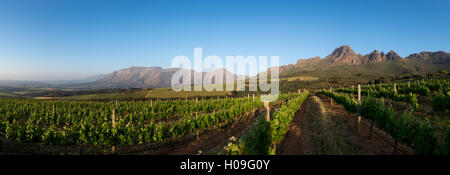 Vignes près de Stellenbosch dans le Western Cape, Afrique du Sud, l'Afrique Banque D'Images