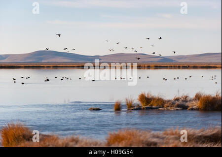 (Huahu Flower Lake), un important sanctuaire pour les oiseaux, Sichuan, Chine, Asie Banque D'Images