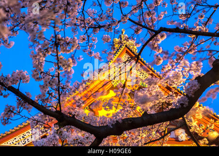 Sensi-ji à Tokyo la nuit, vu par cherry blossom, Tokyo, Japon, Asie Banque D'Images