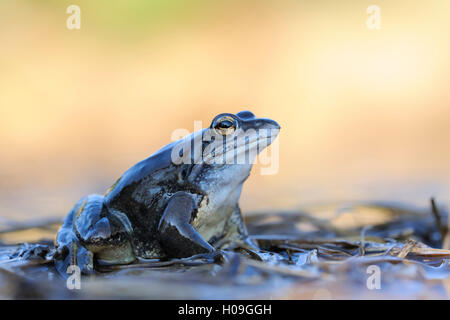 Grenouille Moor / Moorfosch ( Rana arvalis ), mâle de couleur bleue, assis sur flotsam pendant sa saison d'accouplement au printemps, faune, Europe. Banque D'Images