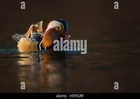 Canard Mandarin Aix galericulata / Mandarinente ( ), coloré drake en robe de reproduction, la natation a proximité, magnifique dernière lumière. Banque D'Images