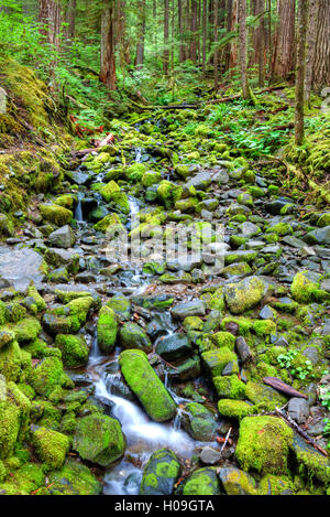 La pluie Forêt avec petit ruisseau, Olympic National Park, UNESCO World Heritage Site, Washington, USA, Amérique du Nord Banque D'Images