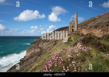 Papule Coates Engine House, Site du patrimoine mondial de l'UNESCO, et le littoral avec thrift fleurs, St Agnes, Cornwall, England, UK Banque D'Images