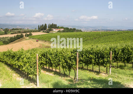 Vignobles près de Todi, Ombrie, Italie, Europe Banque D'Images