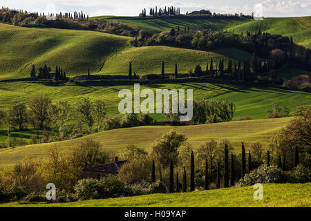 Pays de collines toscanes avec cyprès, près de Montenori, Toscane, Italie Banque D'Images