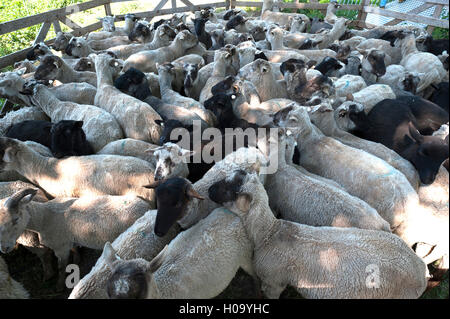 Moutons dans un enclos, Mecklenburg Vorpommern,, Allemagne Banque D'Images