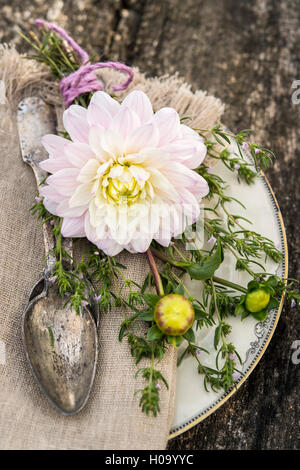 Le dahlia (Dalia hybrides), blanc, lié en bouquet de sarriette (Satureja hydrangea) sur la plaque avec couverts, Allemagne Banque D'Images