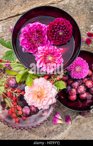 Dahlias (Dalia hybrides), Bourgogne et rose, en superposition dans des bols d'eau rouge, mûres (Rubus fruticosus) et des plats avec Banque D'Images