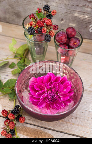 Le dahlia (Dalia hybrides), rose, dans bol en argent avec de l'eau sur la table en bois, derrière des verres avec les framboises (Rubus fruticosus) et Banque D'Images