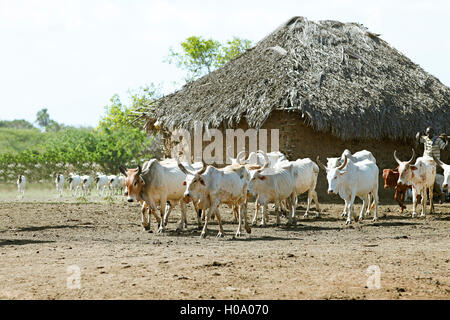 Zébu, aussi indicine ou butte de bovins (Bos taurus indicus) en face de la hutte de boue, groupe ethnique d'Orma Tana settlement Banque D'Images