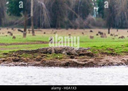 Marsh Crocodile (Crocodylus palustris), Guatemala City, Guatemala City, Le Lac de la rivière Donets, Parc National de Nagarhole Réservoir Banque D'Images