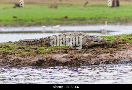 Marsh Crocodile (Crocodylus palustris), Guatemala City, Guatemala City, Le Lac de la rivière Donets, Parc National de Nagarhole Réservoir Banque D'Images