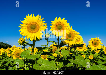 Commune de fleurs de tournesol (Helianthus annuus) dans un champ de tournesol, Saxe, Allemagne Banque D'Images