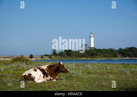 Au repos par vache le phare à la pointe nord de l'île suédoise de la mer Baltique Oland Banque D'Images