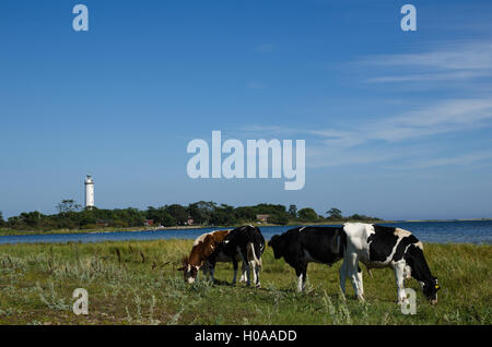 Le bétail en pâturage dans un paysage côtier avec un phare à l'île de Oland suédois Banque D'Images