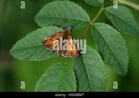 Un grand patron sur une feuille verte UK Banque D'Images