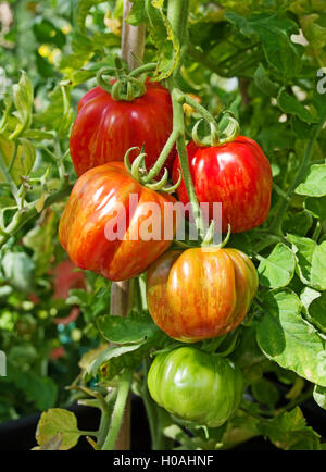 Close-up of truss de 'patrimoine' enfourneur juxtaposé la maturation des tomates sur la vigne en plein soleil d'été, Cumbria England UK Banque D'Images