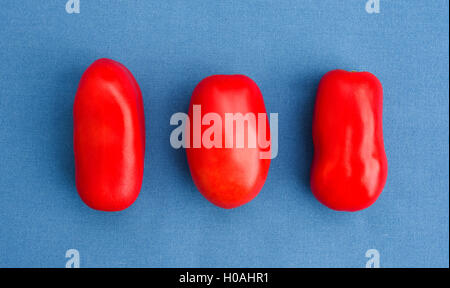 La vie encore la disposition des trois grandes rouge brillant San Marzano tomates italiennes sur fond bleu Banque D'Images