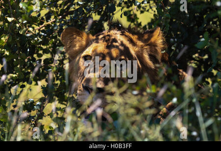 Lionne camouflé à l'ombre dans le Parc National Kruger en Afrique du Sud Banque D'Images