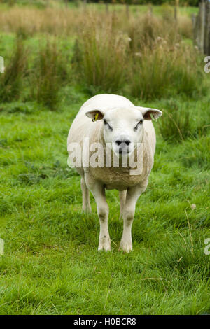 Texel une race de mouton domestique originaire de l'île de Texel au large des côtes de Hollande Banque D'Images