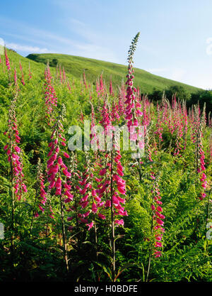 Digitales (Digitalis purpurea) parmi les fougères dans les pâturages de montagne ouvert, Moel y Parc, Bodfari, Clwydian Hills, Denbighshire, Nord du Pays de Galles, Royaume-Uni Banque D'Images