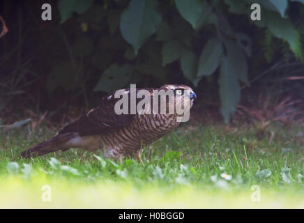 Photographie par © Jamie Callister. Épervier chasse dans le jardin arrière, Ruthin, Denbighsire, au nord du Pays de Galles, 14 septembre 2016. Banque D'Images