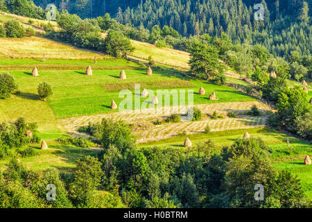 Haystacks on rural hillside prairie près de la forêt Banque D'Images