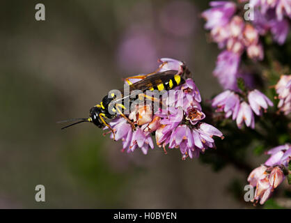 Domaine Digger Wasp (Mellinus arvensis) sur Ling Heather (Calluna vulgaris) Banque D'Images