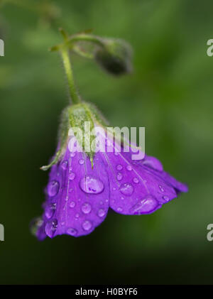 Crane's-bill en bois (Geranium sylvaticum) fleurissent après une tempête de pluie. Banque D'Images