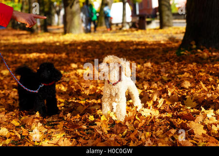 Femme caniche avertit dans un magnifique parc d'automne. Banque D'Images