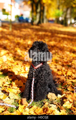 Caniche noir en automne parc, belles feuilles d'automne. Banque D'Images