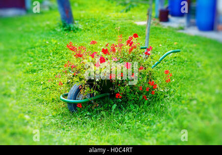 Petit jardin décoratif brouette pleine de fleurs rouges sur la pelouse verte Banque D'Images