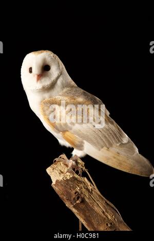 Barn Owl perché sur log Banque D'Images